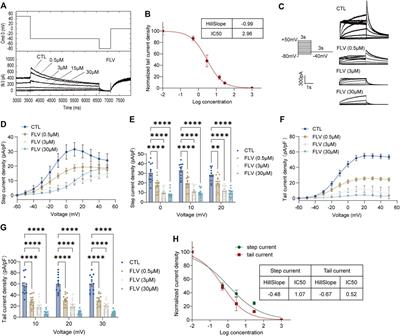 Chronic Administration of COVID-19 Drugs Fluvoxamine and Lopinavir Shortens Action Potential Duration by Inhibiting the Human Ether‐à‐go‐go–Related Gene and Cav1.2